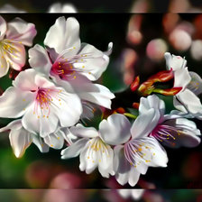 Схема вышивки «Цветы2.»