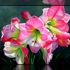 Схема вышивки «Яркие цветы.»