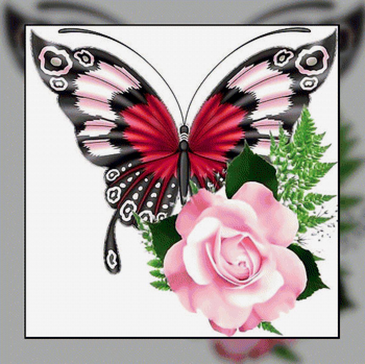 Бабочка. - роза, цветок., бабочка - предпросмотр