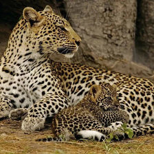 Схема вышивки «Леопард»