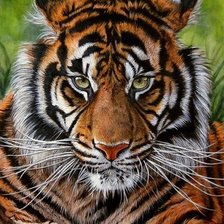 Схема вышивки «дикие»