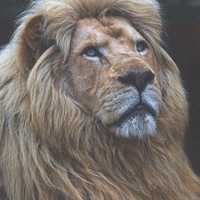 Схема вышивки «Царь зверей»