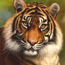 Схема вышивки «тигр»