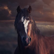 Схема вышивки «Портрет коня»