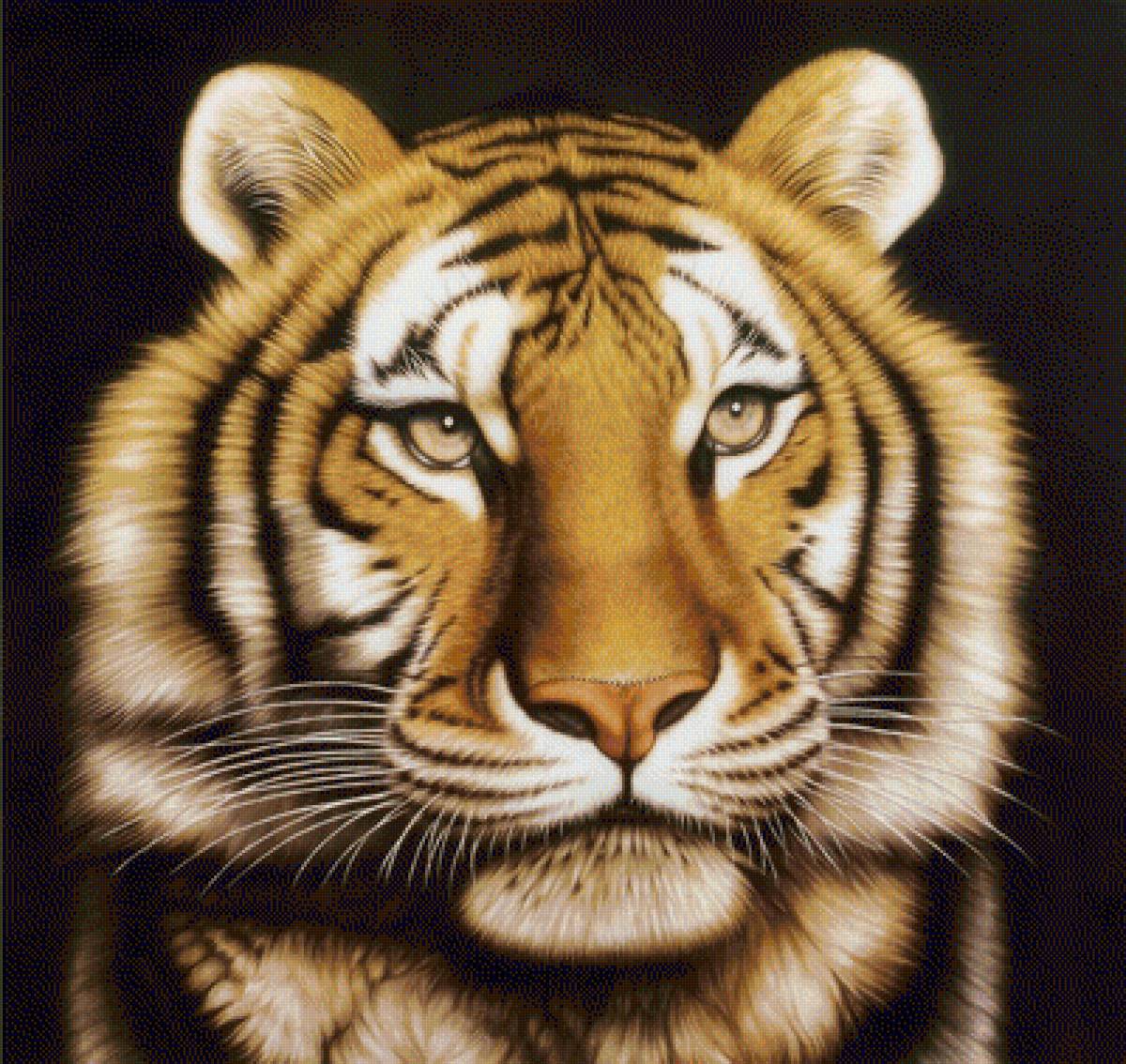 №1940325 - тигр, хищники, тигры, животные - предпросмотр