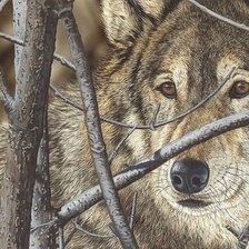 Схема вышивки «дикие»