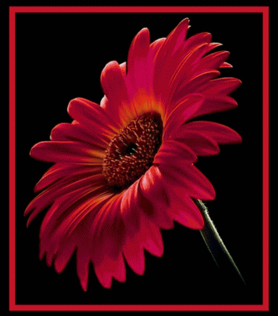 Гербера. - красный, гербера, цветок. - предпросмотр
