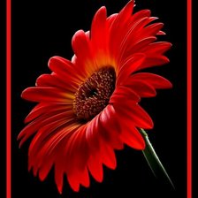 Схема вышивки «Гербера.»