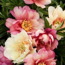 Схема вышивки «№1940707»