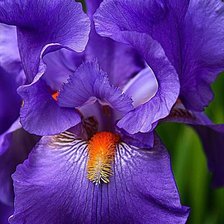 Схема вышивки «ирисы»