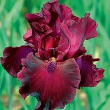 Схема вышивки «ирисы»