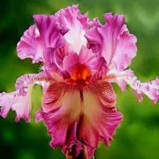 Схема вышивки «ирисы»