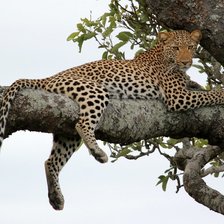 Схема вышивки «лесной сюжет»