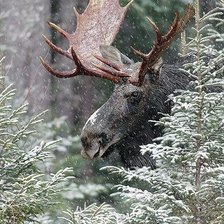 Схема вышивки «лесной сюжет»