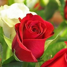 Схема вышивки «526»