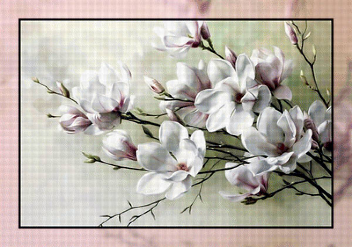 Магнолия. - цветы, магнолия, ветка. - предпросмотр