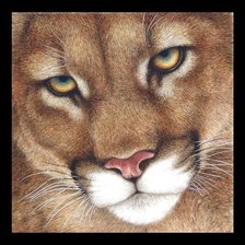 мир животных