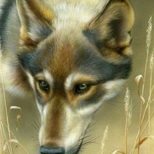 Схема вышивки «Волк»