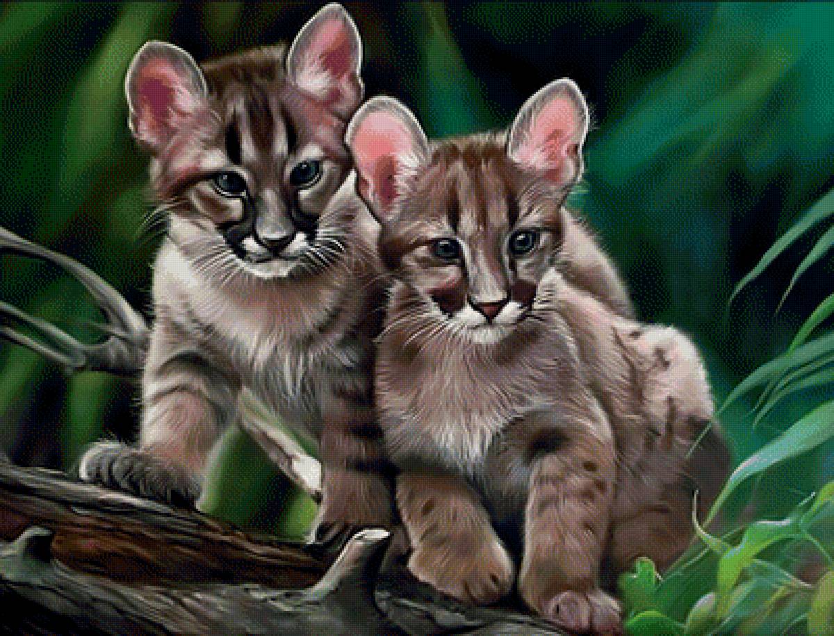 Маленькие хищники. - дикие, хищники., котята - предпросмотр