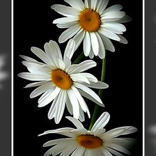 Схема вышивки «Ромашки.»