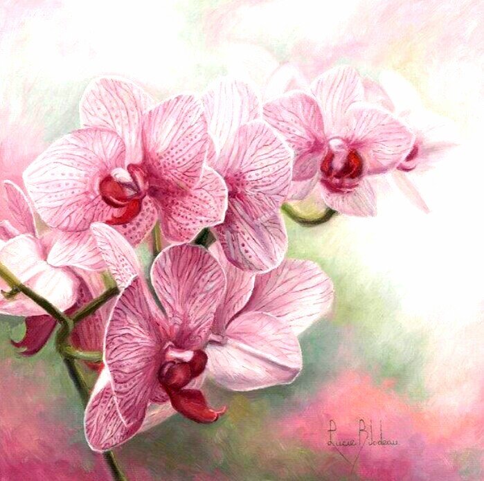 Орхидея - цветы - оригинал