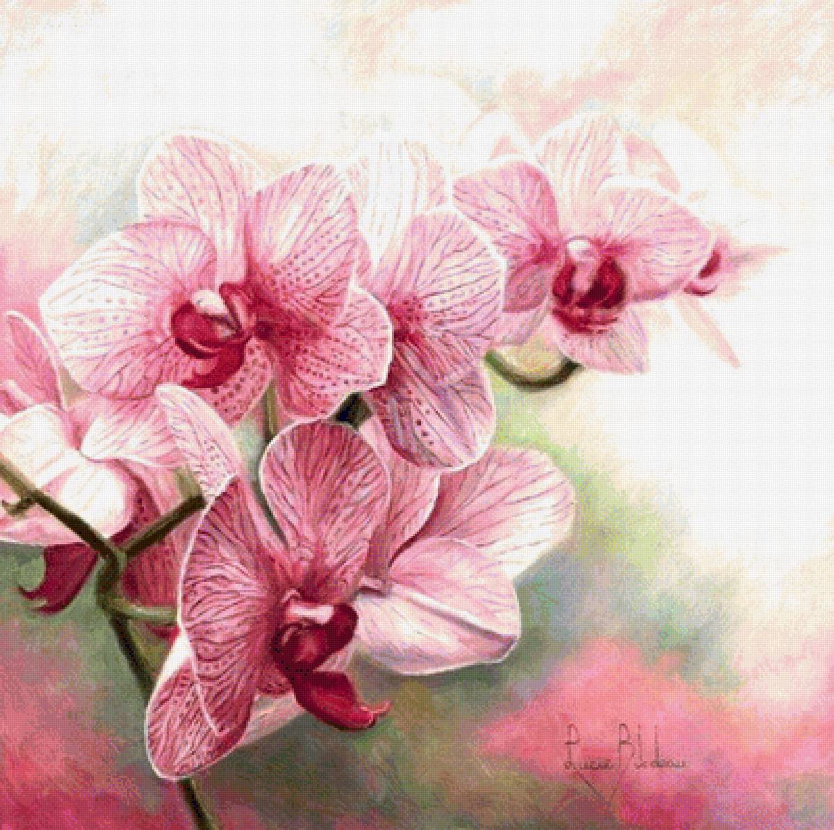 Орхидея - цветы - предпросмотр