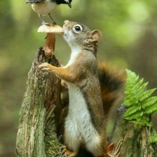 Схема вышивки «лесной сюжет»