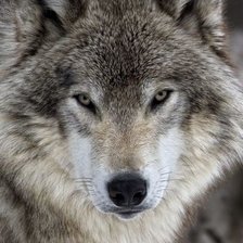 Схема вышивки «ВОЛК»