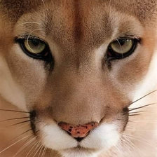 лесной сюжет