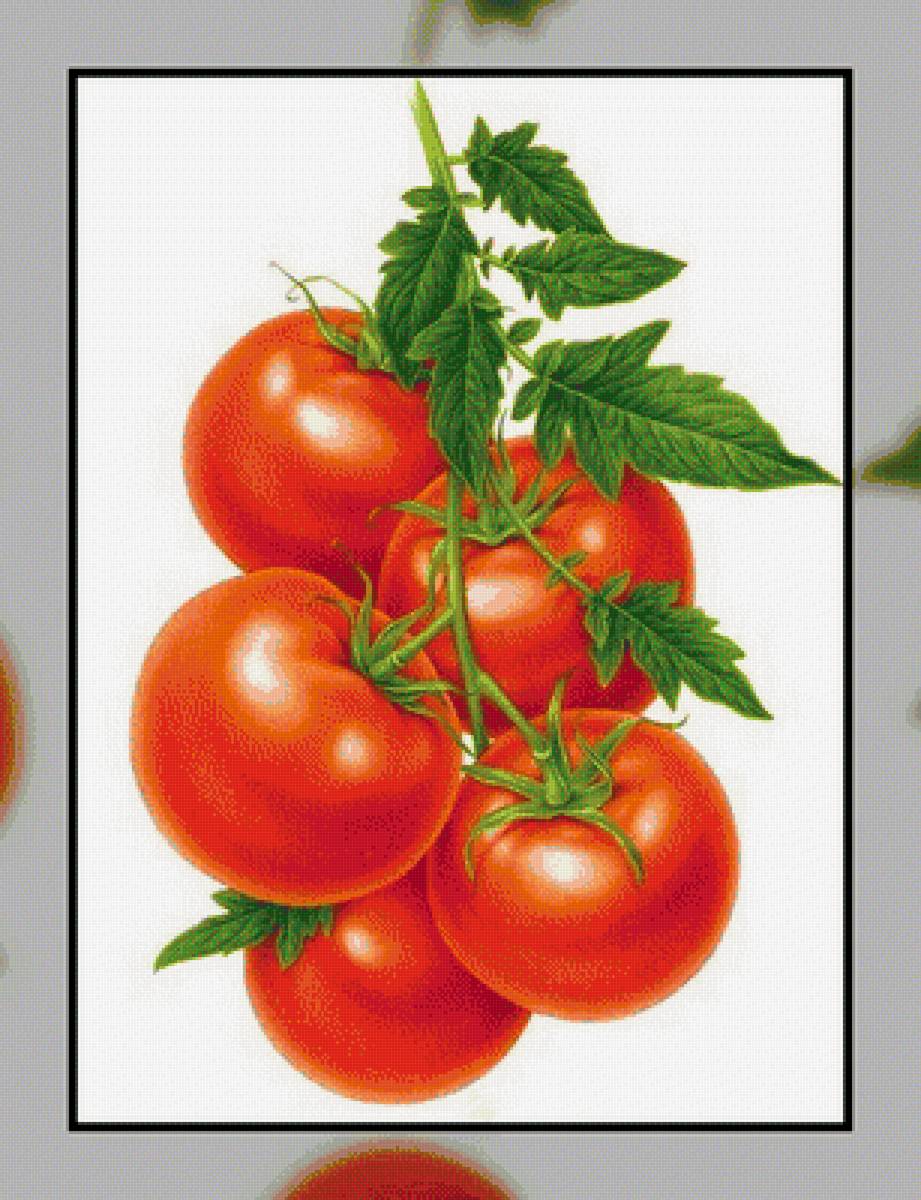 Томат. - овощи, томат, помидор. - предпросмотр