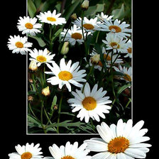 Схема вышивки «Ромашки.»