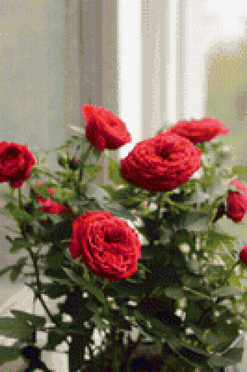 красные чайные розы - розы, цветы - предпросмотр