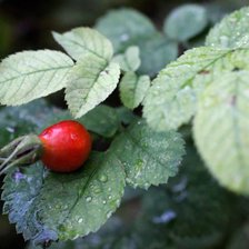 Схема вышивки «ягодка»