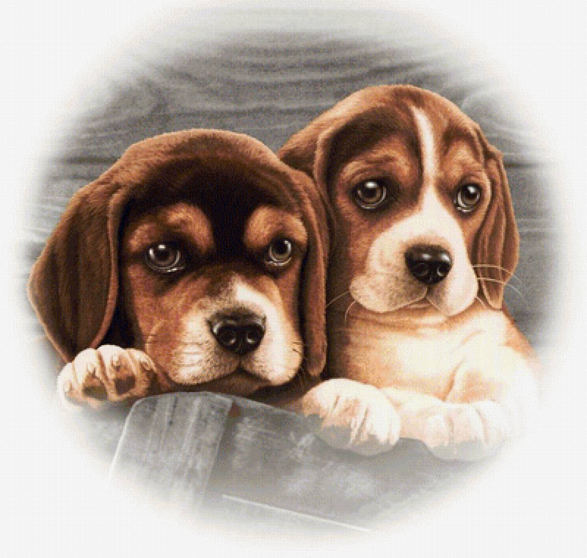 №1942706 - собаки, животные - предпросмотр