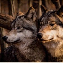 Схема вышивки «Волки, пара»