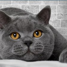 Схема вышивки «№1942743»