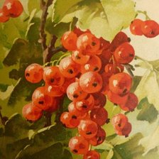 Схема вышивки «Красная смородина»