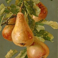 Схема вышивки «Груши»