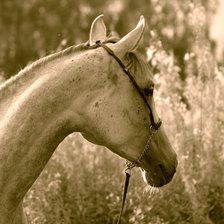 Схема вышивки «Есения»