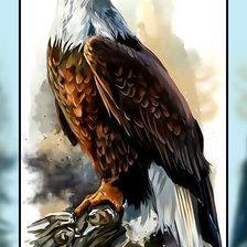 Белоголовый орёл2.