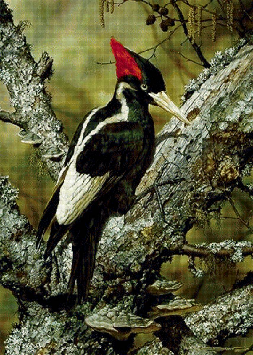 лесной сюжет - предпросмотр