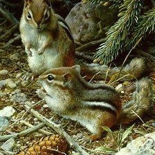 лесной сюжет