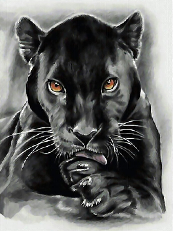Пантера. - пантера, взгляд, черная, хищник, рисунок. - оригинал