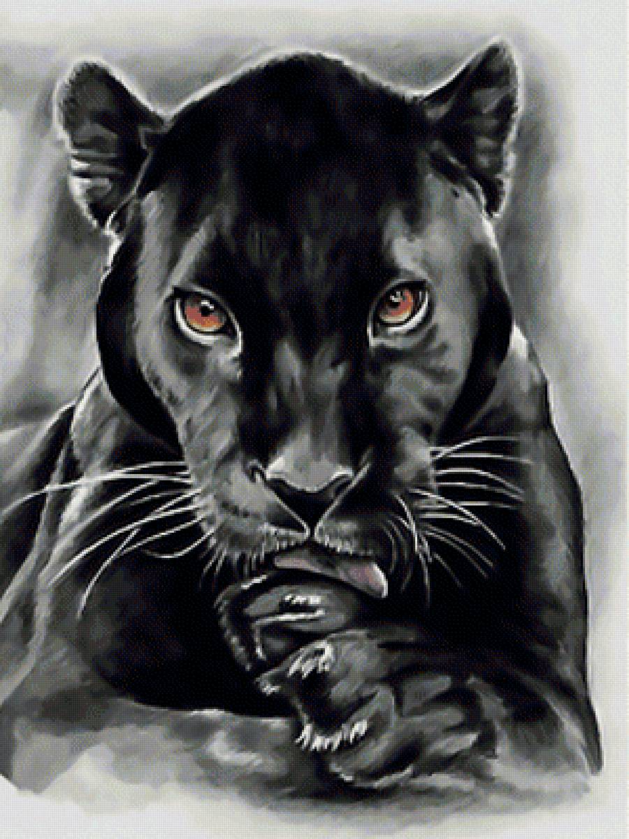 Пантера. - взгляд, хищник, рисунок., черная, пантера - предпросмотр