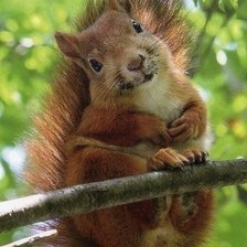 лесной сюжет