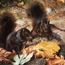 лесной сюжет