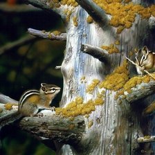 лесной сюжет