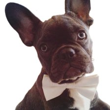 Схема вышивки «Cane»