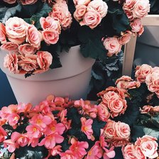 Схема вышивки «Цветы в горшке»