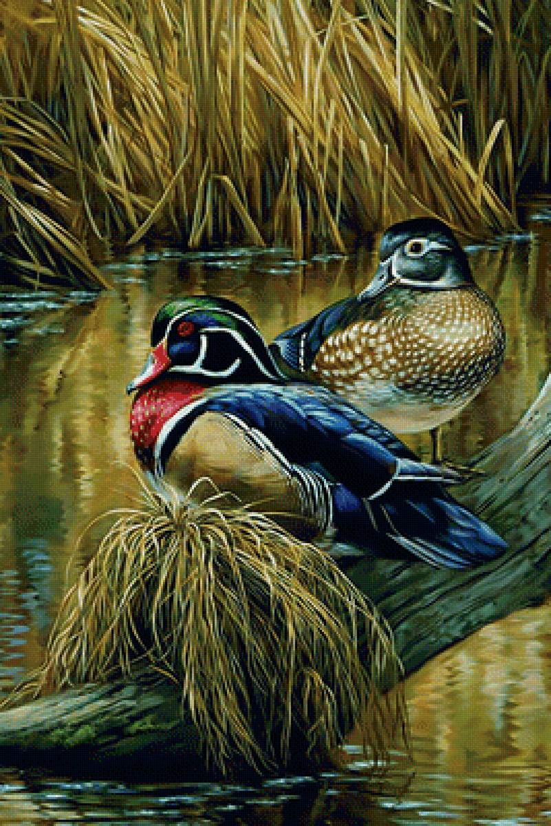 Уточки. - озеро., птицы, утки - предпросмотр